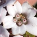 Adenandra rotundifolia - Photo (c) Dave U, algunos derechos reservados (CC BY), subido por Dave U