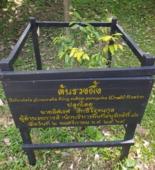 Schoutenia glomerata