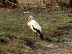 Mycteria ibis