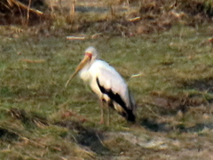 Mycteria ibis