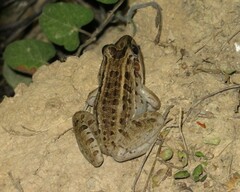 Leptodactylus macrosternum