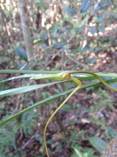 Jumellea stenophylla, photograph 4