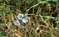 Linum bienne