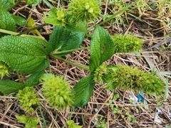 Lepechinia caulescens