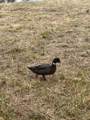 Anas platyrhynchos × Cairina moschata