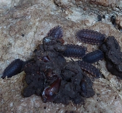 Oniscidea