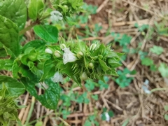 Lepechinia caulescens