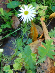 Tripleurospermum inodorum