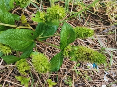 Lepechinia caulescens