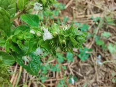 Lepechinia caulescens