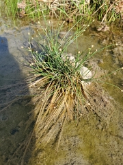 Eleocharis geniculata