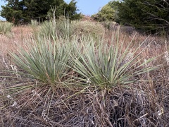 Yucca glauca