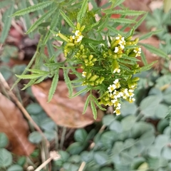 Tagetes minuta