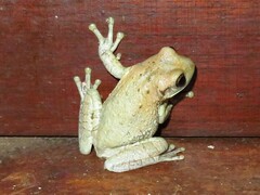 Trachycephalus typhonius