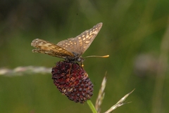 Melitaea diamina