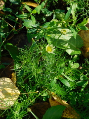 Tripleurospermum inodorum
