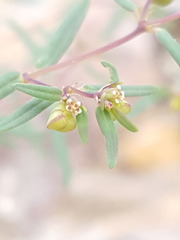 Euphorbia revoluta
