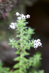 Erica perlata