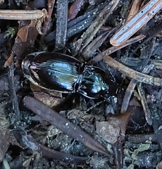 Pterostichus burmeisteri