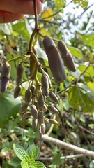 Mucuna urens