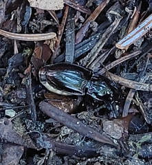 Pterostichus burmeisteri