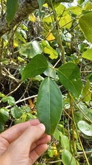 Mucuna urens