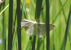 Scopula ternata