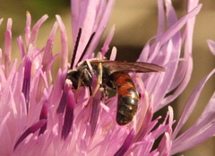 Sphecodogastra