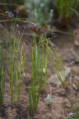 Schizaea pectinata