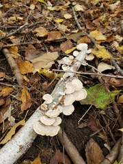 Trametes hirsuta