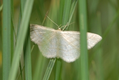 Scopula ternata