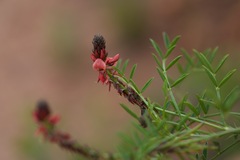 Indigofera capillaris