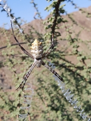 Argiope