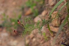 Indigofera capillaris
