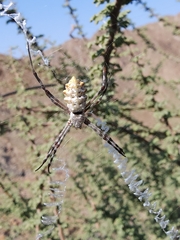 Argiope