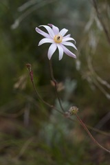 Knowltonia tenuifolia