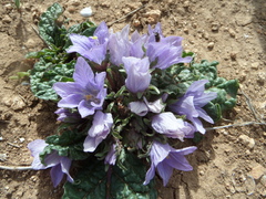 Mandragora autumnalis