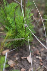 Knowltonia tenuifolia