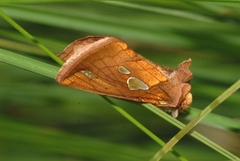 Plusia putnami