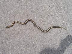 Thamnophis cyrtopsis ocellatus