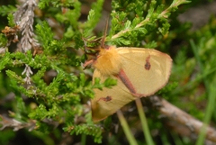 Diacrisia sannio