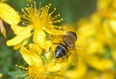 Eristalis similis
