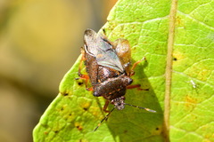 Pinthaeus sanguinipes