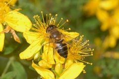Eristalis similis