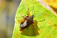 Pinthaeus sanguinipes