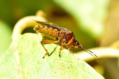 Pinthaeus sanguinipes