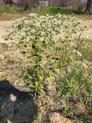 Eupatorium rotundifolium