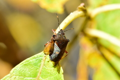 Pinthaeus sanguinipes
