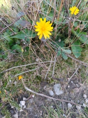 Hypochaeris radicata