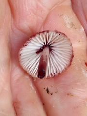 Mycena haematopus